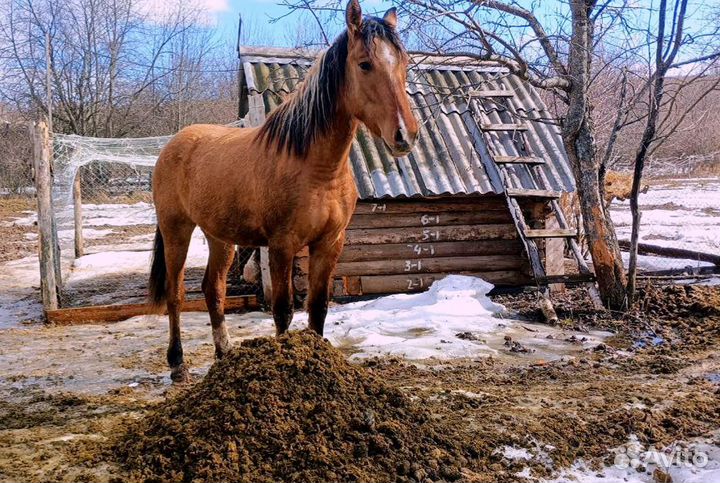 Конский навоз в мешках