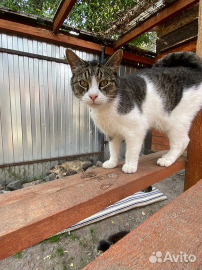 Кот в добрые руеи