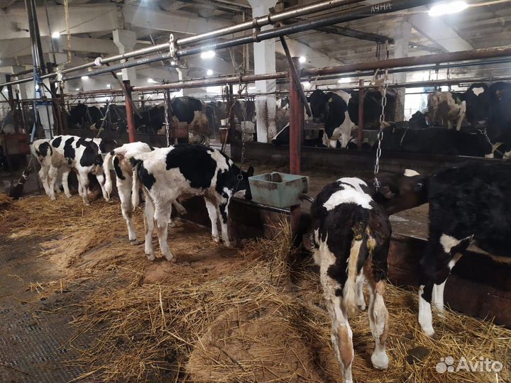 Бычки и телята