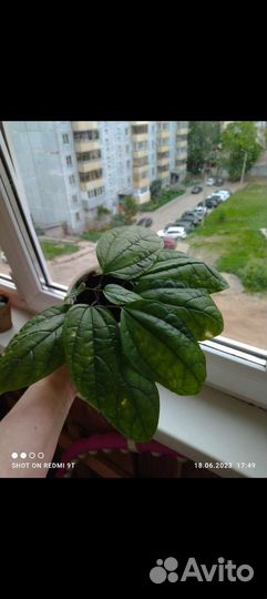 Клеродендрум Томпсон