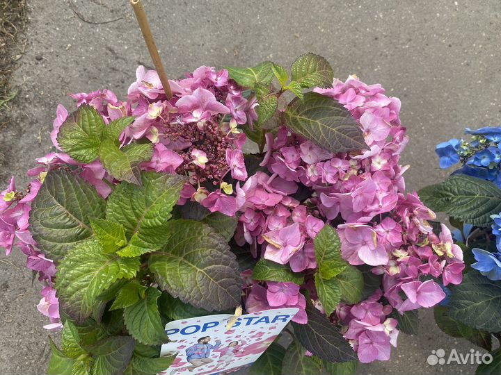 Гортензия вечное лето