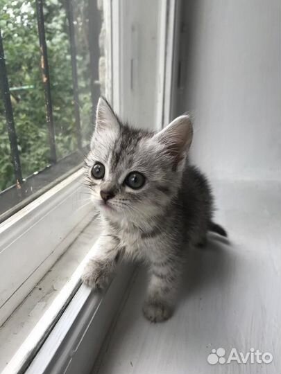 Котята отдам бесплатно