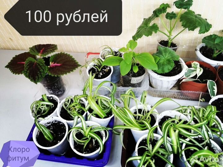 Хлорофитум кудрявый