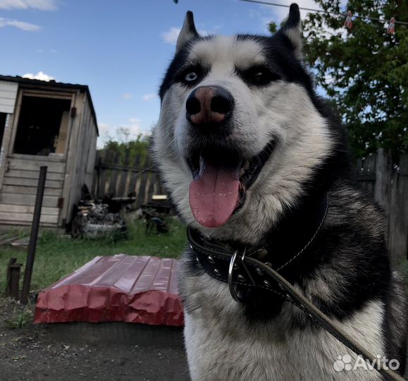 Сибирский хаски, вязка