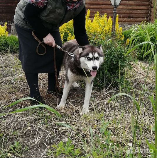 Сибирский хаски