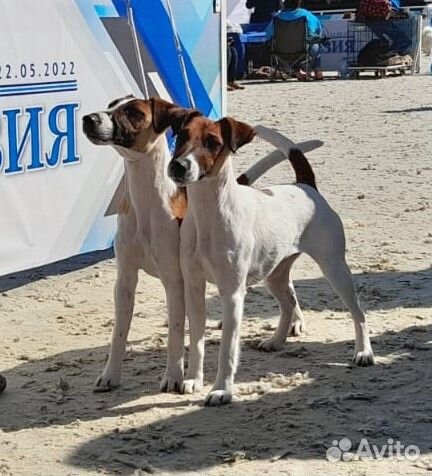 Фокстерьер гладкошерстный, вязка