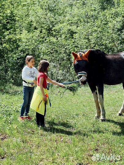 Лесные прогулки на лошадях