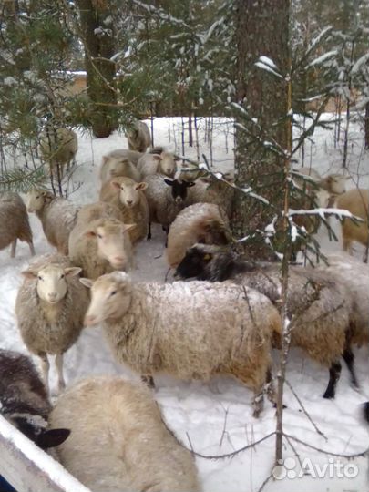 Овцы 2023г. 300 ягнята 2-4мес. договорная