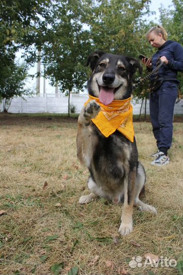 Весёлый, активный пёс Боня ищет дом