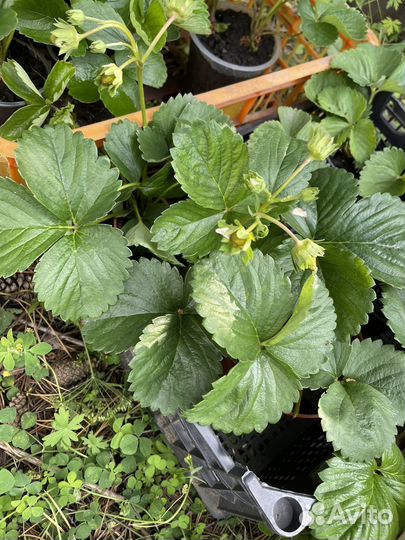 Рассада клубники