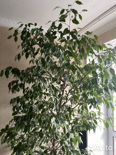 Фикус Бенджамина 17 летний