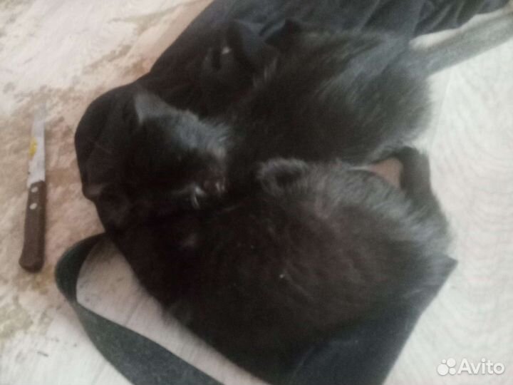 Кошка в дар бесплатно
