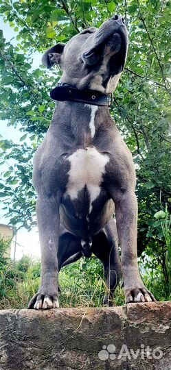 Питбуль вязка