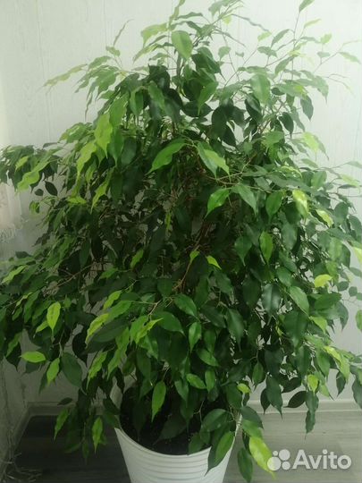 Фикус бенджамина моник голден