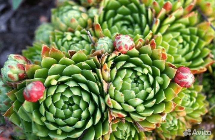 Молодило каменная роза почвопокровник