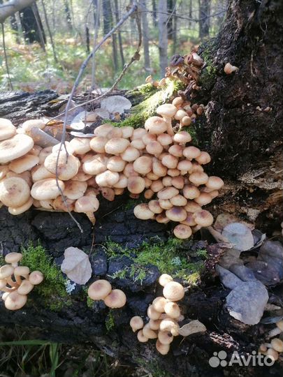 Грибы опята свежие