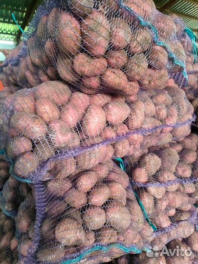 Картофель