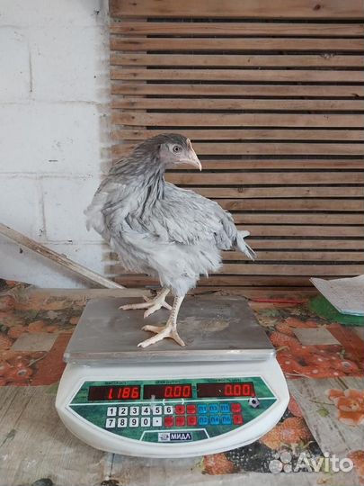 Куры несушки