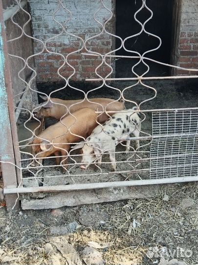 Поросята Дюрок