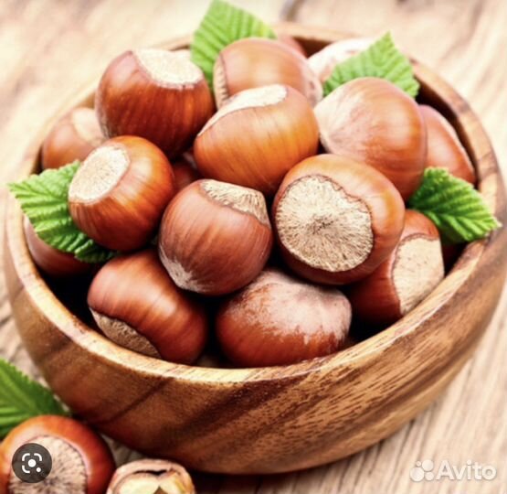 Фундук «шедевр» саженцы