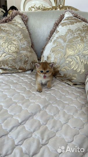 Золотая шиншилла ny 11