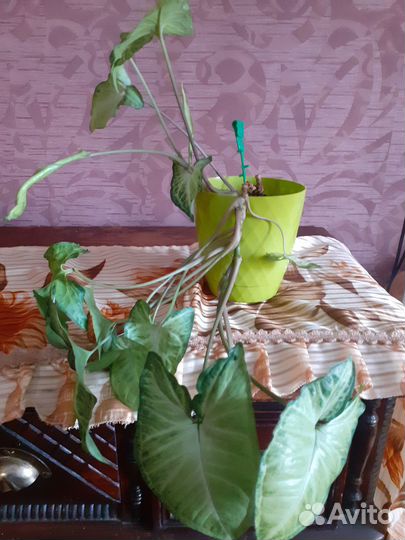 Сингониум с кашпо