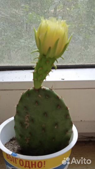 Опунция уличная