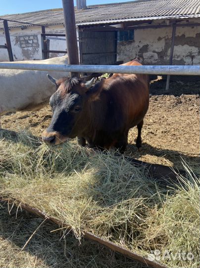 Джерсийская телка