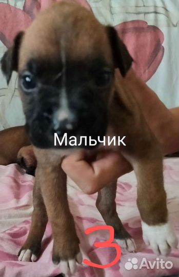 Собаки щенки немецкий боксёр