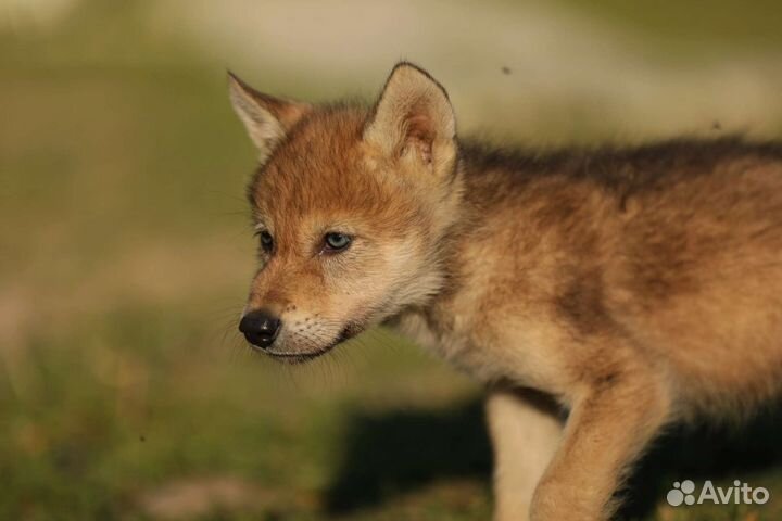 Волчата и волкособы, для частного дома