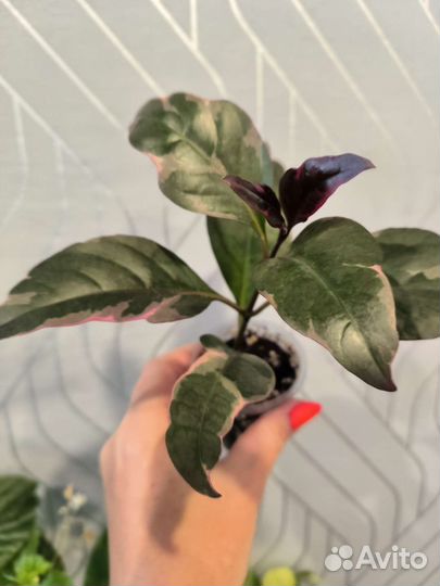 Псевдоэрантемум багряный