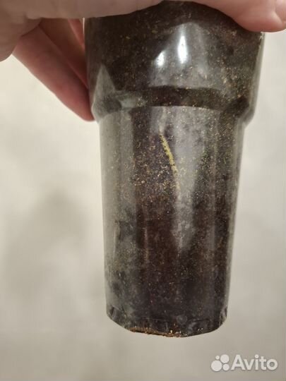 Филодендрон глориозум