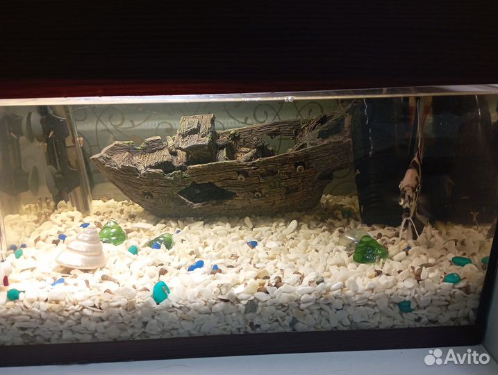 Аквариум и скалярия