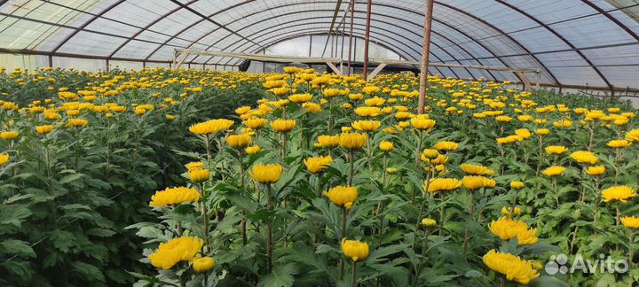 Хризантема