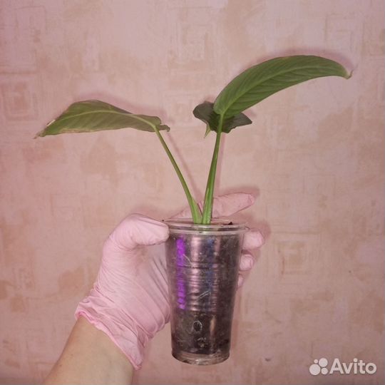 Шизматоглотис Сильвер