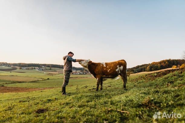 Скотник с проживанием