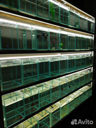 Индийский Глазчатый нож - Аквасалон Дискус