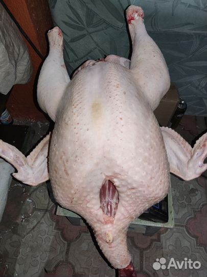 Мясо домашней индейки