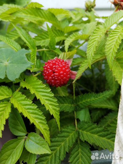 Тибетская малина саженцы