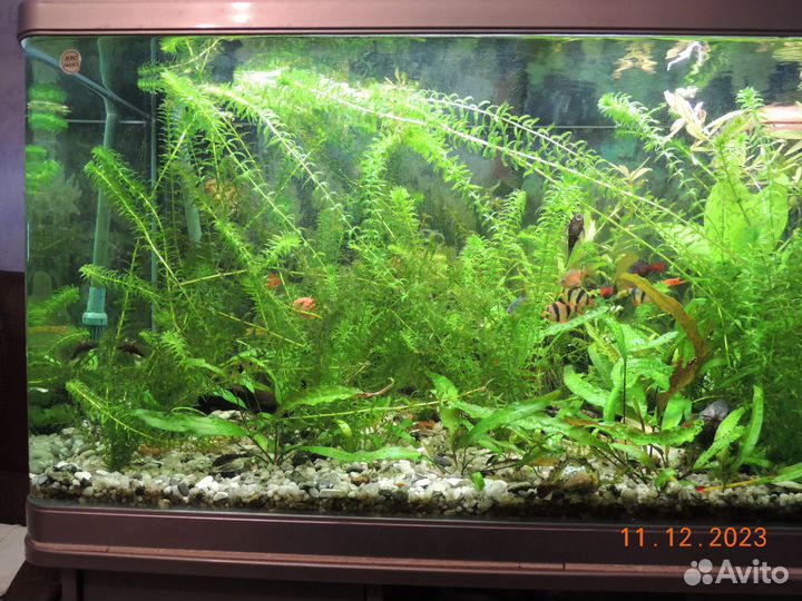 Аквариумные растения