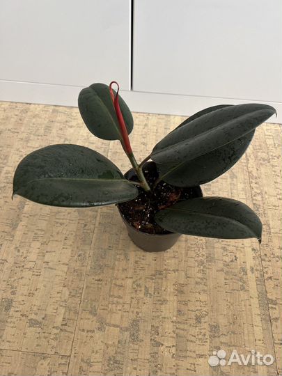 Фикус черный принц