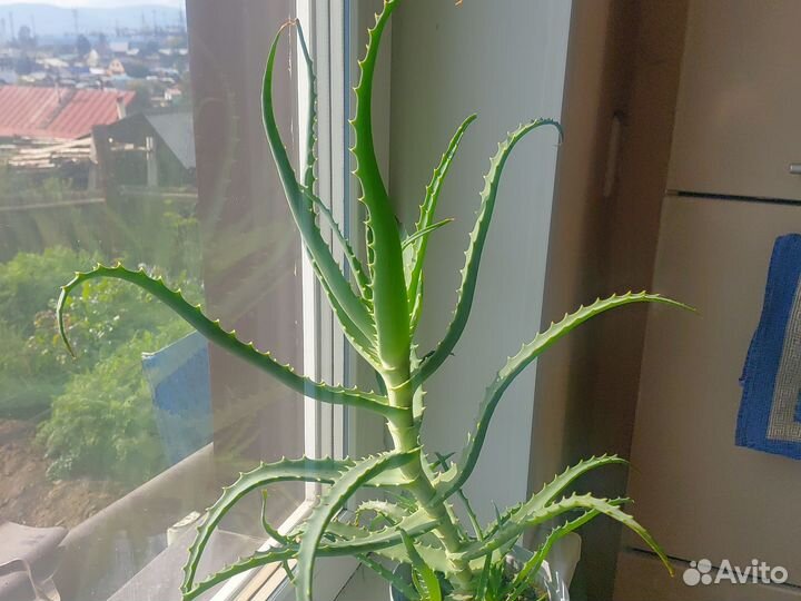 Комнатные цветы алоэ