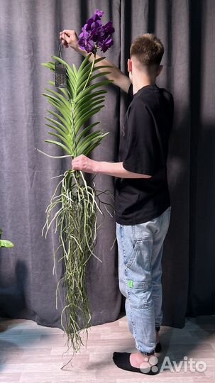 Орхидея Ванда 180 см