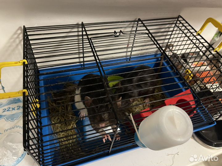 Крысы два брата с клеткой поилкой домиком