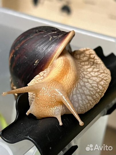 Отдам в добрые руки улитку Ахатина
