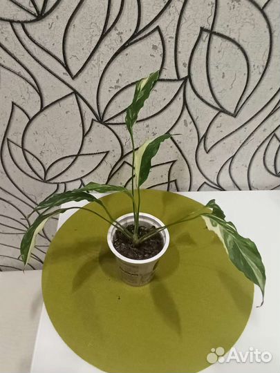 Спатифиллум Домино