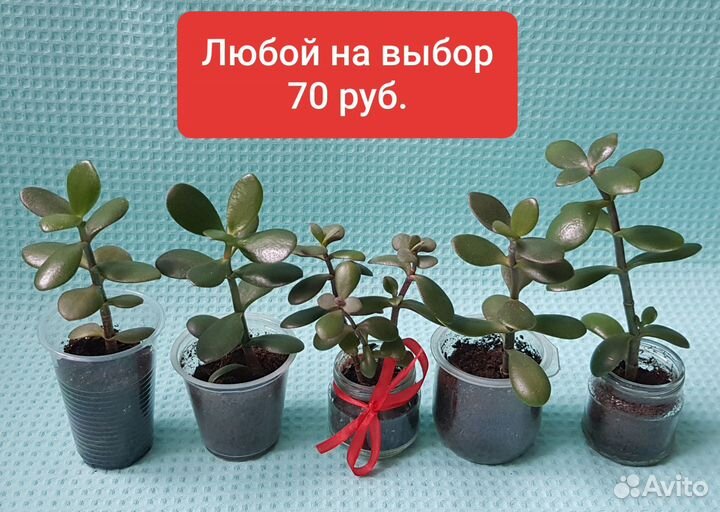 Толстянка Денежное дерево Крассула