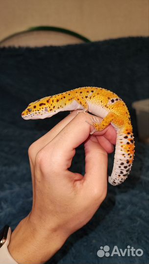 Бананоеды, Агамы, Эублефары