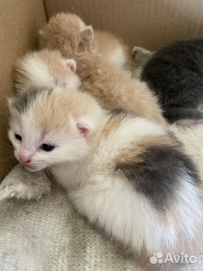 Котята в добрые руки бесплатно
