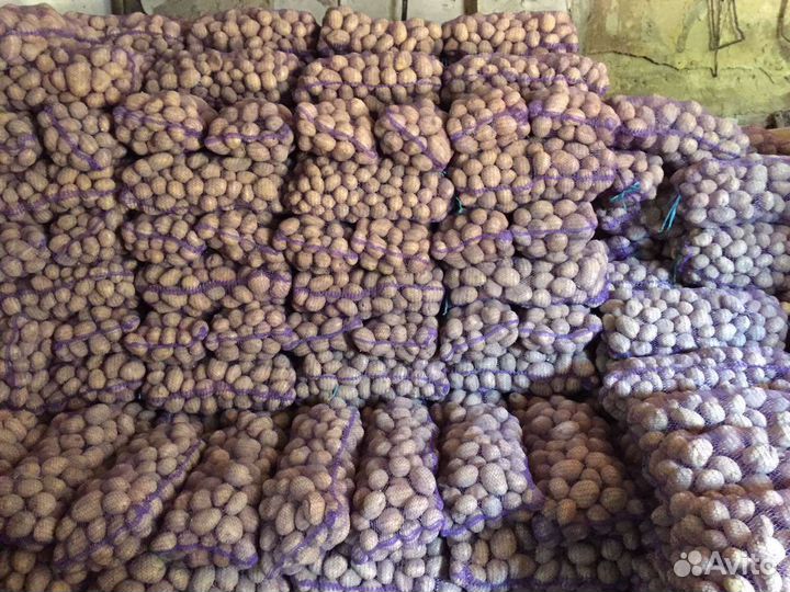 Продам картофель